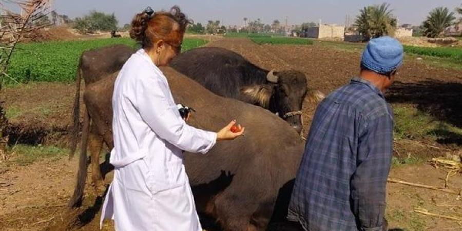 انطلاق الحملة القومية الثالثة للتحصين ضد الحمى القلاعية والوادي المتصدع بالمنيا - مصر بوست